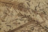 Fossil Leaf (Metasequoia sp) Plate - McAbee, BC #226135-1